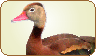 Black Bellied Whistling Duck
