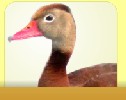 Black Bellied Whistling Duck