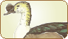 Fulvous Whistling Duck