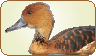 Fulvous Whistling Duck