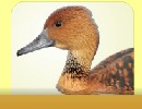 Fulvous Whistling Duck