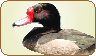 Rosy Billed Pochard 