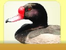 Rosy Billed Pochard 