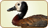 White Faced Whistling Duck