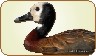 White Faced Whistling Duck